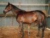 roo-full