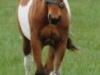 tin-tin