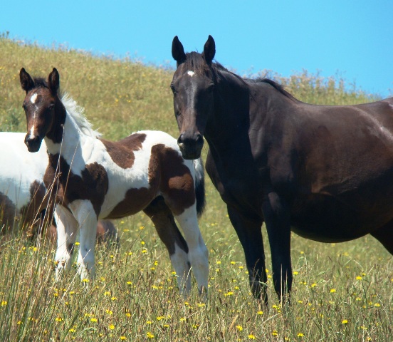 2010 foals