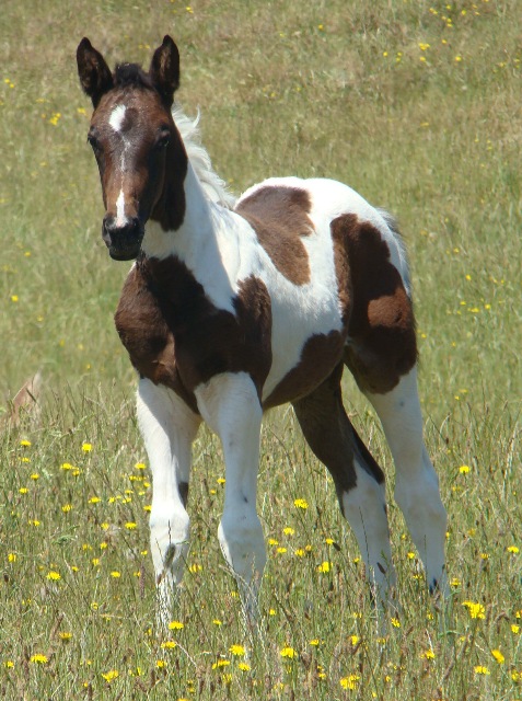 2010 foals 008