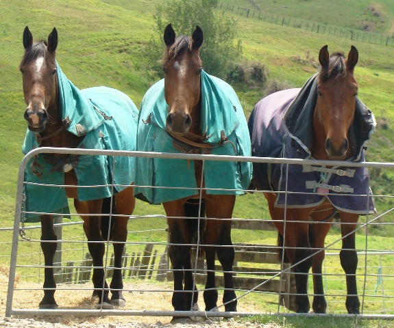 Horses