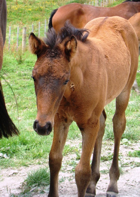 young horses dec 27 110
