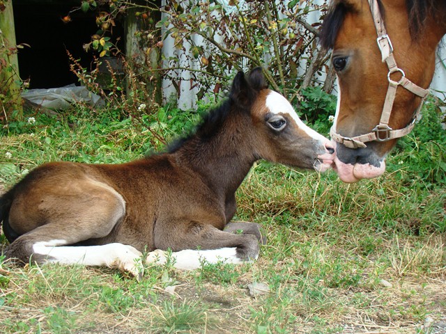 small foal 003