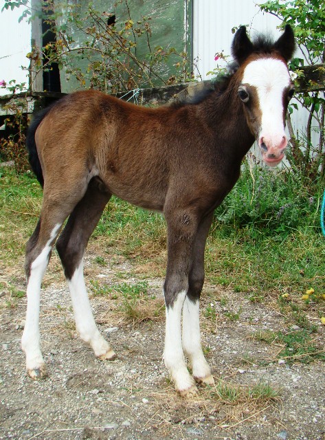 small foal 027