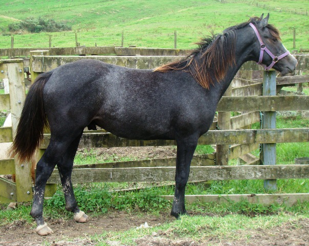 colt 868