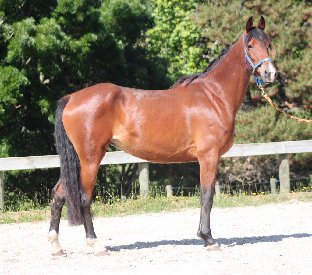 Beautiful bay 4yr old mare by Thomas RF out of Weiti Wednesday mature 16.1hh
