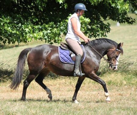 10yr old TB cross Welsh 147cm mare