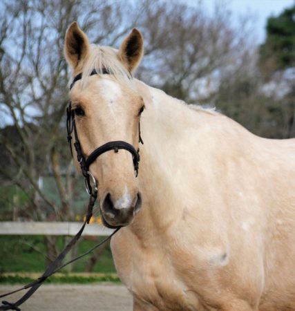 Rising 5yrs old 15.3hh by Classic Goldcard OL out of a stationbred mare