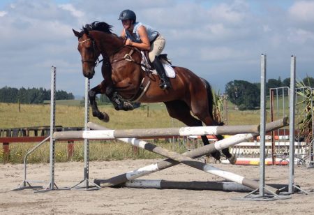 10yr old 16.2hh bay roan mare by Weiti Handy Andy out of a Valiant/ Witzbold mare.