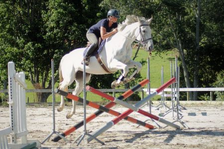 11yr old 16.3hh warmblood mare by Charlton Javelin.